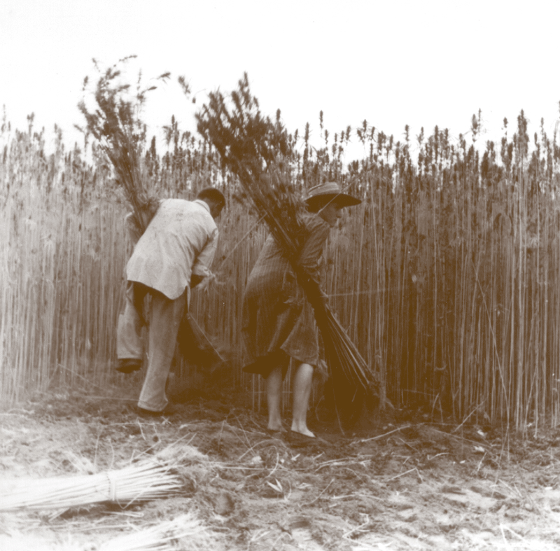 Construire en Chanvre