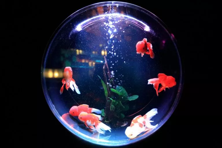 Devenez poisson dans le bocal de la coopération